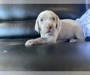 Weimaraner Puppy for sale in COUNTRY LAKES, FL, USA