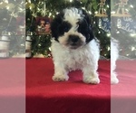 Small Photo #3 Poodle (Miniature)-Zuchon Mix Puppy For Sale in BOWLING GREEN, KY, USA