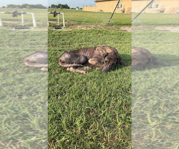 Medium Photo #2 Great Dane Puppy For Sale in Bullard, TX, USA