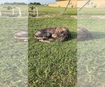 Small #1 Great Dane