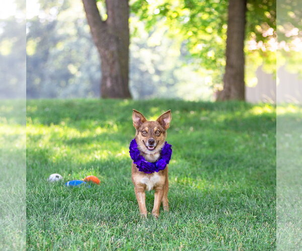 Medium Photo #3 Mutt Puppy For Sale in Unionville, PA, USA