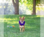 Small #2 Mutt