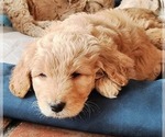 Puppy Mary Goldendoodle