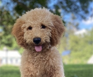 Poodle (Miniature) Puppy for sale in RUDD, IA, USA