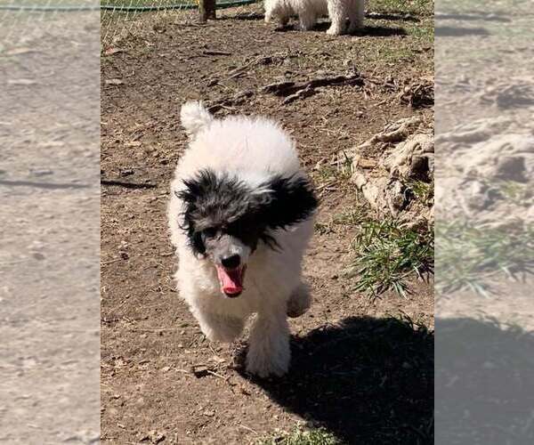 Medium Photo #6 Poodle (Miniature) Puppy For Sale in HADDAM, KS, USA