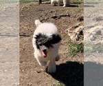 Small #5 Poodle (Miniature)