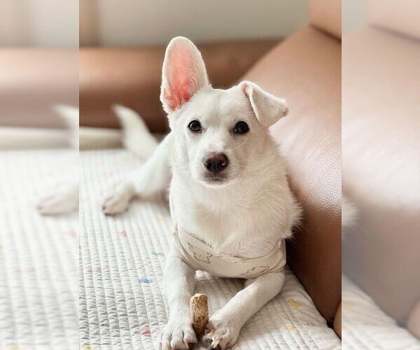 Medium Photo #4 Dorgi Puppy For Sale in Agoura Hills, CA, USA