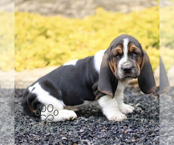 Medium Photo #3 Basset Hound Puppy For Sale in BIRD IN HAND, PA, USA