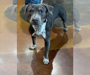 Mutt Dogs for adoption in Texas City, TX, USA