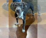 BEOWOOF - Male Mutt Dog for Adoption - Small photo