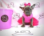 Small Photo #13 French Bulldog Puppy For Sale in LAS VEGAS, NV, USA