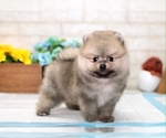 Small Photo #6 Pomeranian Puppy For Sale in MIAMI, FL, USA