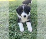 Small Photo #30 Australian Shepherd Puppy For Sale in PASO ROBLES, CA, USA