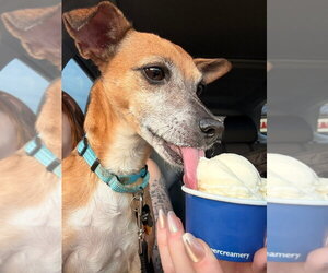 Romeo Jack - Male Chihuahua-Unknown Mix Dog for Adoption - Photo #4