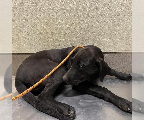 Medium Photo #1 Labrador Retriever Puppy For Sale in Modesto, CA, USA