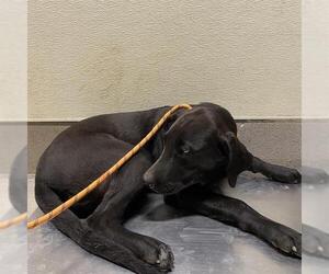 Labrador Retriever Dogs for adoption in Modesto, CA, USA