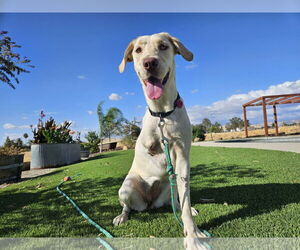 Labrador Retriever Dogs for adoption in Clovis, CA, USA