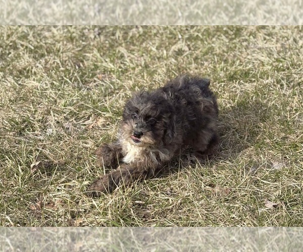 Medium Photo #9 Poodle (Toy) Puppy For Sale in WARSAW, IN, USA