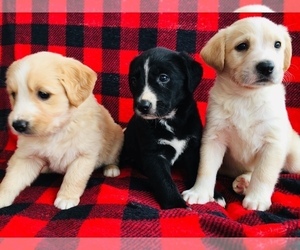 English Shepherd-Labrador Retriever Mix Puppy for sale in FORT COLLINS, CO, USA