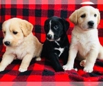 Small Photo #1 English Shepherd-Labrador Retriever Mix Puppy For Sale in FORT COLLINS, CO, USA