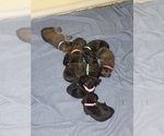 Small #20 Mastiff