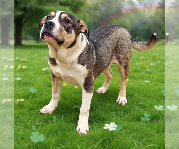 Medium Photo #12 American Bulldog-Unknown Mix Puppy For Sale in Talladega, AL, USA