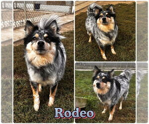 Pomeranian-Unknown Mix Dogs for adoption in Pierceton , IN, USA