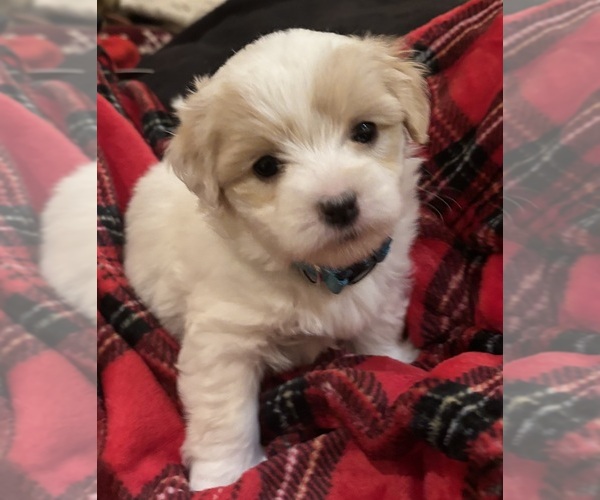 Medium Photo #56 Coton de Tulear Puppy For Sale in BIG RAPIDS, MI, USA