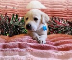 Small Golden Labrador
