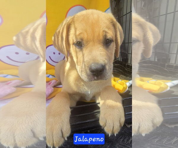 Medium Photo #7 Catahoula Leopard Dog-Labrador Retriever Mix Puppy For Sale in Alexander, AR, USA