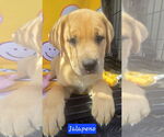 Small #6 Catahoula Leopard Dog-Labrador Retriever Mix