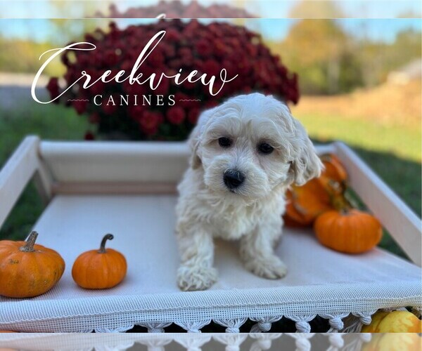 Medium Photo #5 Havachon Puppy For Sale in NIANGUA, MO, USA