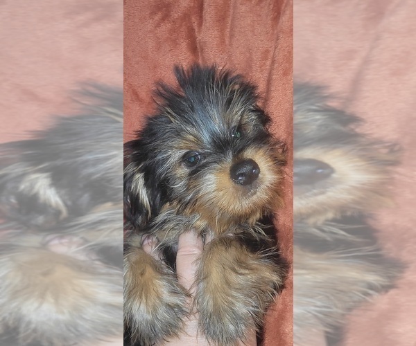 Medium Photo #306 Yorkshire Terrier Puppy For Sale in AKRON, OH, USA