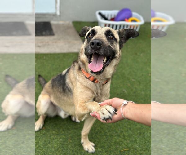 Medium Photo #2 Mutt Puppy For Sale in Pompano Beach , FL, USA