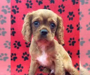 Cavalier King Charles Spaniel Puppy for sale in RUDOLPH, OH, USA