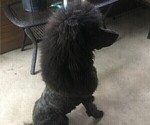 Small Photo #6 Poodle (Standard) Puppy For Sale in PRIOR LAKE, MN, USA