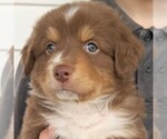 Small Photo #1 Australian Shepherd Puppy For Sale in HOHENWALD, TN, USA