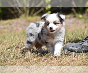 Miniature Australian Shepherd Puppy for sale in PALM COAST, FL, USA