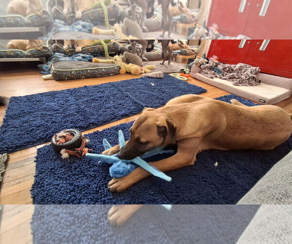 Medium Photo #6 German Shepherd Dog-Unknown Mix Puppy For Sale in Sebec, ME, USA