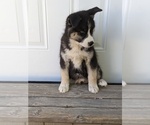 Small Photo #17 Siberian Husky Puppy For Sale in TONOPAH, NV, USA