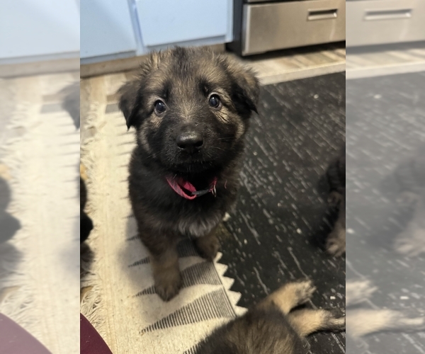 Medium Photo #3 German Shepherd Dog Puppy For Sale in FORT HANCOCK, TX, USA