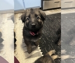 Small #2 German Shepherd Dog