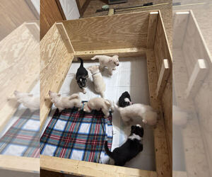 German Shepherd Dog Litter for sale in ALEXANDRIA, IN, USA