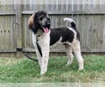 Small Photo #2 Saint Berdoodle Puppy For Sale in KENLY, NC, USA