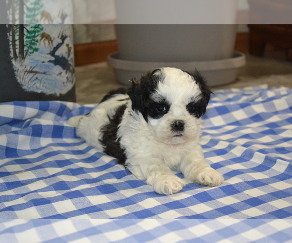 Medium Photo #17 Shih Tzu-Zuchon Mix Puppy For Sale in GREENWOOD, WI, USA