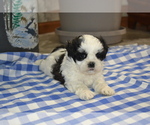 Small Photo #17 Shih Tzu-Zuchon Mix Puppy For Sale in GREENWOOD, WI, USA