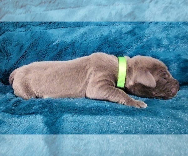 Medium Photo #6 Great Dane Puppy For Sale in OGDEN, UT, USA