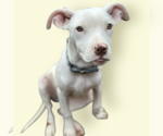 Small #7 Mutt