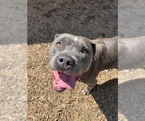 American Bulldog Dogs for adoption in London, Ontario, Canada