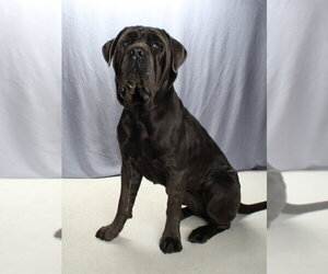 *STELLA BRENNAN - Female Neapolitan Mastiff Dog for Adoption - Photo #2